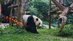 Mengenal Si Gembul Giant Panda