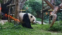 Dalam keseharian, Giant Panda suka menyendiri, namun pada masa kawin di bulan Maret hingga Juni barulah mereka mencari pasangan.  