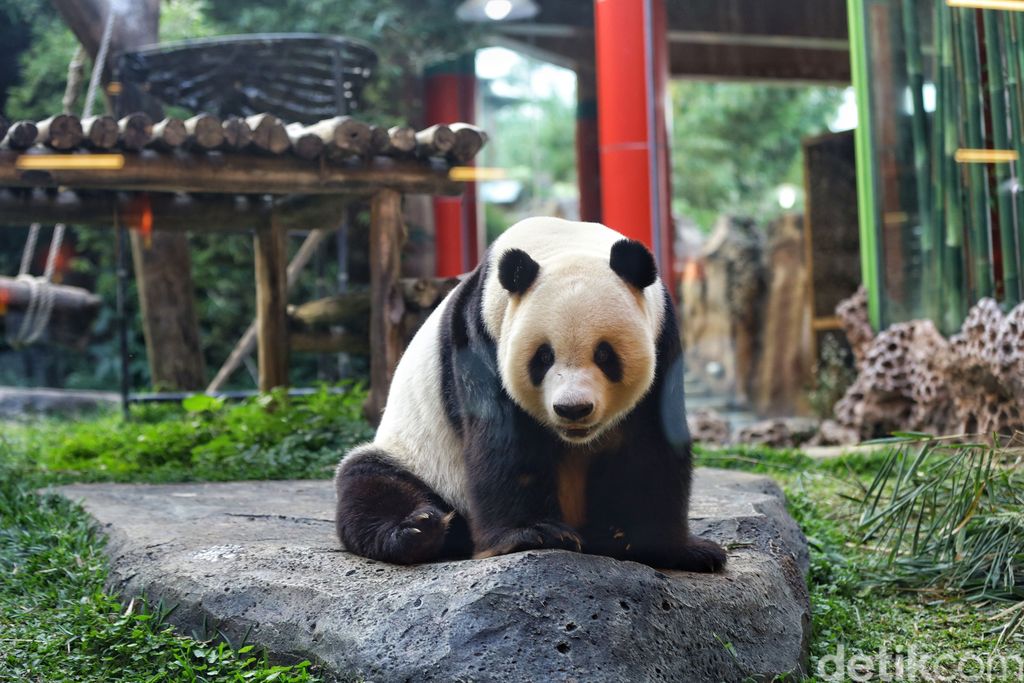 Giant Panda menjadi hewan yang langka untuk ditemukan di Indonesia. Memiliki tingkah lucu, tak heran hewan menggemaskan ini punya banyak penggemar.