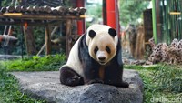 Untuk menjadi perawat giant panda bukanlah perkara mudah. Untuk dapat mengurus giant panda butuh sertifikat yang didapatkan setelah belajar di China.  