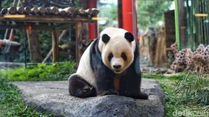 Mengenal Si Gembul Giant Panda