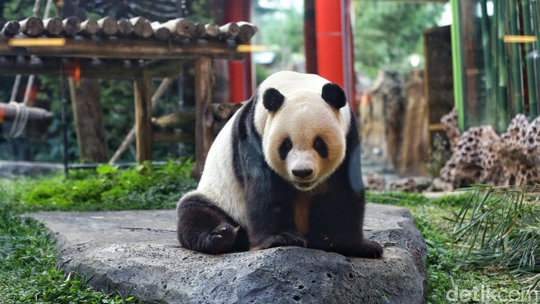 Giant Panda menjadi hewan yang langka untuk ditemukan di Indonesia. Memiliki tingkah lucu, tak heran hewan menggemaskan ini punya banyak penggemar.