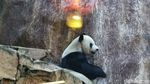 Mengenal Si Gembul Giant Panda