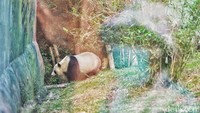 Seorang pengunjung melihat giant panda dari balik kaca di Taman Safari Indonesia, Bogor, Selasa (8/9/2020).  