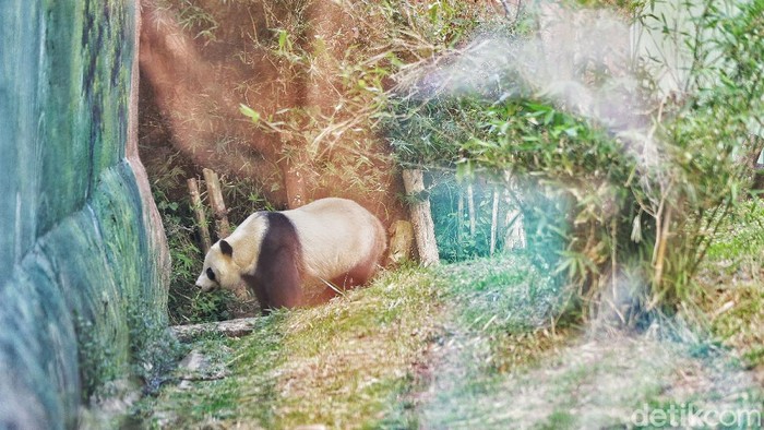 Giant Panda menjadi hewan yang langka untuk ditemukan di Indonesia. Memiliki tingkah lucu, tak heran hewan menggemaskan ini punya banyak penggemar.