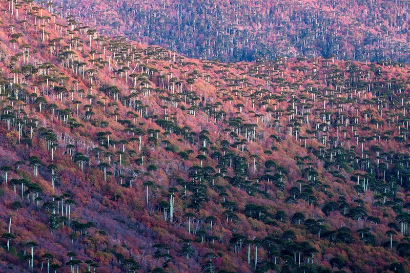 Wilidlife Photographer of the Year 2020