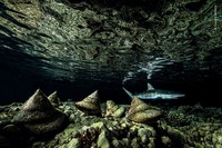 Wilidlife Photographer of the Year 2020