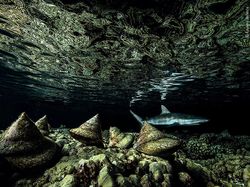 Aneka Foto Hewan dan Alam Liar Paling Dramatis Tahun Ini