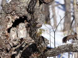 Aneka Foto Hewan dan Alam Liar Paling Dramatis Tahun Ini