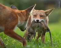 Wilidlife Photographer of the Year 2020