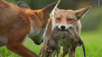 Seekor serigala muda membawa tikus mangsanya, mempertahankan dari ancaman saudaranya. (Natural History Museum/Matthew Maran)