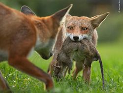 Aneka Foto Hewan dan Alam Liar Paling Dramatis Tahun Ini