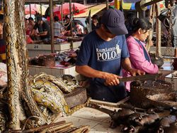 Aneka Foto Hewan dan Alam Liar Paling Dramatis Tahun Ini