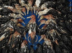 Aneka Foto Hewan dan Alam Liar Paling Dramatis Tahun Ini