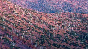 Foto ini mengabadikan suasana hampir petang di wilayah Araucania, Chile, yang dikenal sebagai habitat pohon araucaria yang indah. (Andrea Pozzi/NHM Wildlife Photographer of the Year)