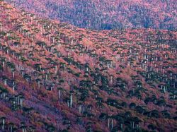 Aneka Foto Hewan dan Alam Liar Paling Dramatis Tahun Ini