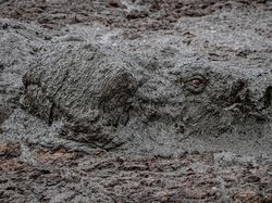 Aneka Foto Hewan dan Alam Liar Paling Dramatis Tahun Ini