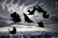 Wilidlife Photographer of the Year 2020