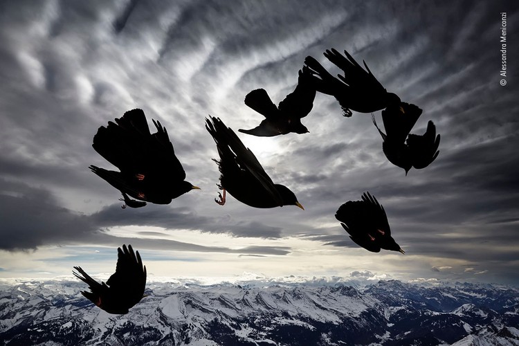 Wilidlife Photographer of the Year 2020