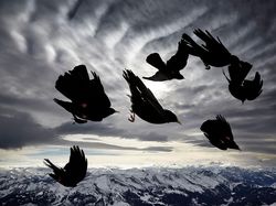 Aneka Foto Hewan dan Alam Liar Paling Dramatis Tahun Ini