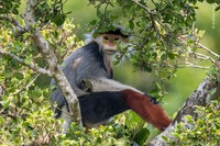 Wilidlife Photographer of the Year 2020