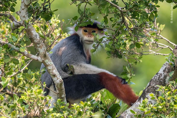 Wilidlife Photographer of the Year 2020