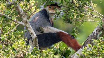 Wujud mempesona langur kaki merah yang saat ini statusnya hewan langka. (Natural History Museum/Arshdeep Singh)