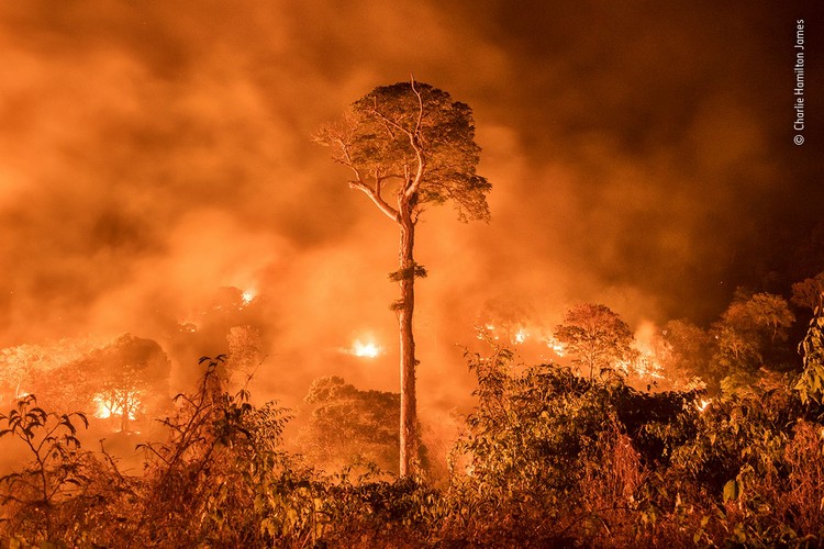 Wilidlife Photographer of the Year 2020