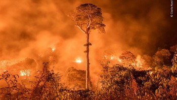Kebakaran hutan yang tak dapat dikendalikan di Maranhao, Brasil. (Natural History Museum/Charlie Hamilton James)
