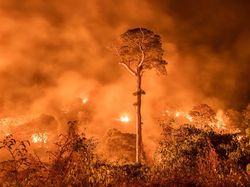 Aneka Foto Hewan dan Alam Liar Paling Dramatis Tahun Ini