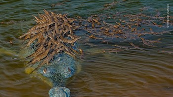 Foto buaya langka sedang menggendong ratusan anaknya di penangkaran Uttar Pradesh, India. (Natural History Museum/Dhritiman Mukherjee)
