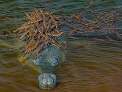 Aneka Foto Hewan dan Alam Liar Paling Dramatis Tahun Ini