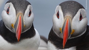 Sepasang burung puffin di dekat sarangnya di Pulau Faroe, Denmark. (Natural History Museum/Evie Easterbrook)