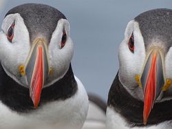 Aneka Foto Hewan dan Alam Liar Paling Dramatis Tahun Ini