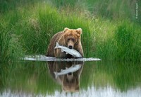 Wilidlife Photographer of the Year 2020