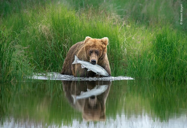 Wilidlife Photographer of the Year 2020