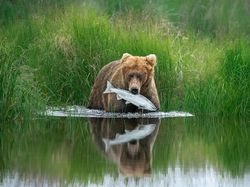 Aneka Foto Hewan dan Alam Liar Paling Dramatis Tahun Ini