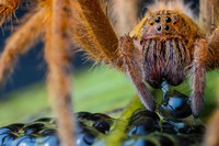Wilidlife Photographer of the Year 2020