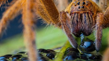 Pemandangan seram laba-laba besar sedang memakan telur kodok. (Natural History Museum/Jaime Culebras)