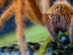 Aneka Foto Hewan dan Alam Liar Paling Dramatis Tahun Ini