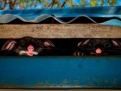 Aneka Foto Hewan dan Alam Liar Paling Dramatis Tahun Ini