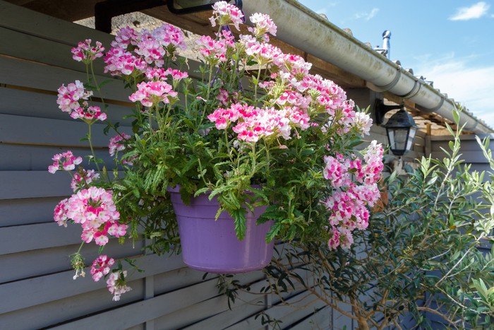 1200708608 Verbena