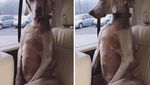 Potret Anjing-anjing Bergaya Saat Naik Mobil