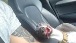 Potret Anjing-anjing Bergaya Saat Naik Mobil