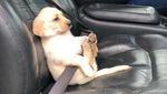 Potret Anjing-anjing Bergaya Saat Naik Mobil