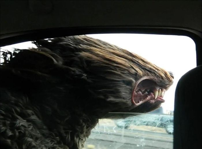 anjing naik mobil