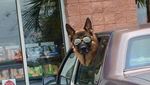Potret Anjing-anjing Bergaya Saat Naik Mobil