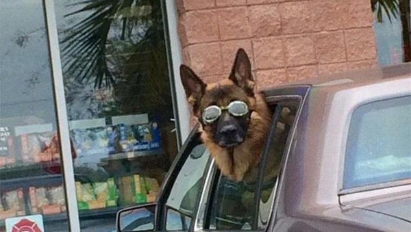 Foto terpopuler kedua soal tingkah gemas anjing saat berkendara dengan mobil. Mulai dari gaya stay cool hingga nyeleneh saat tertidur kelelahan. Tak mau kalah sama majikannya, anjing mengenakan kacamata saat naik mobil. Foto: (dok Bored Panda) Foto terpopuler kedua soal tingkah gemas anjing saat berkendara dengan mobil. Mulai dari gaya stay cool hingga nyeleneh saat tertidur kelelahan. Tak mau kalah sama majikannya, anjing mengenakan kacamata saat naik mobil. Foto: (dok Bored Panda)