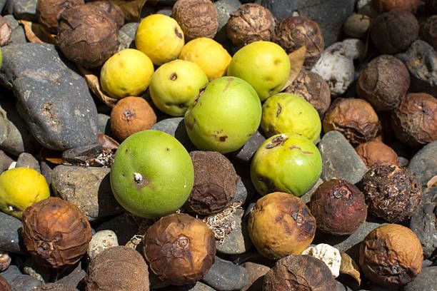 5 Fakta Apel Pantai, Tercatat di Buku Rekor Dunia Sebagai Pohon Paling Mematikan