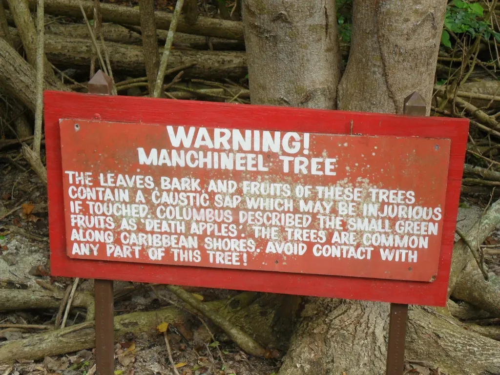 5 Fakta Apel Pantai, Tercatat di Buku Rekor Dunia Sebagai Pohon Paling Mematikan